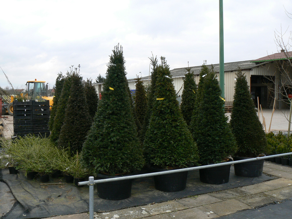 Comment planter des sapins dans son jardin ? Obernai