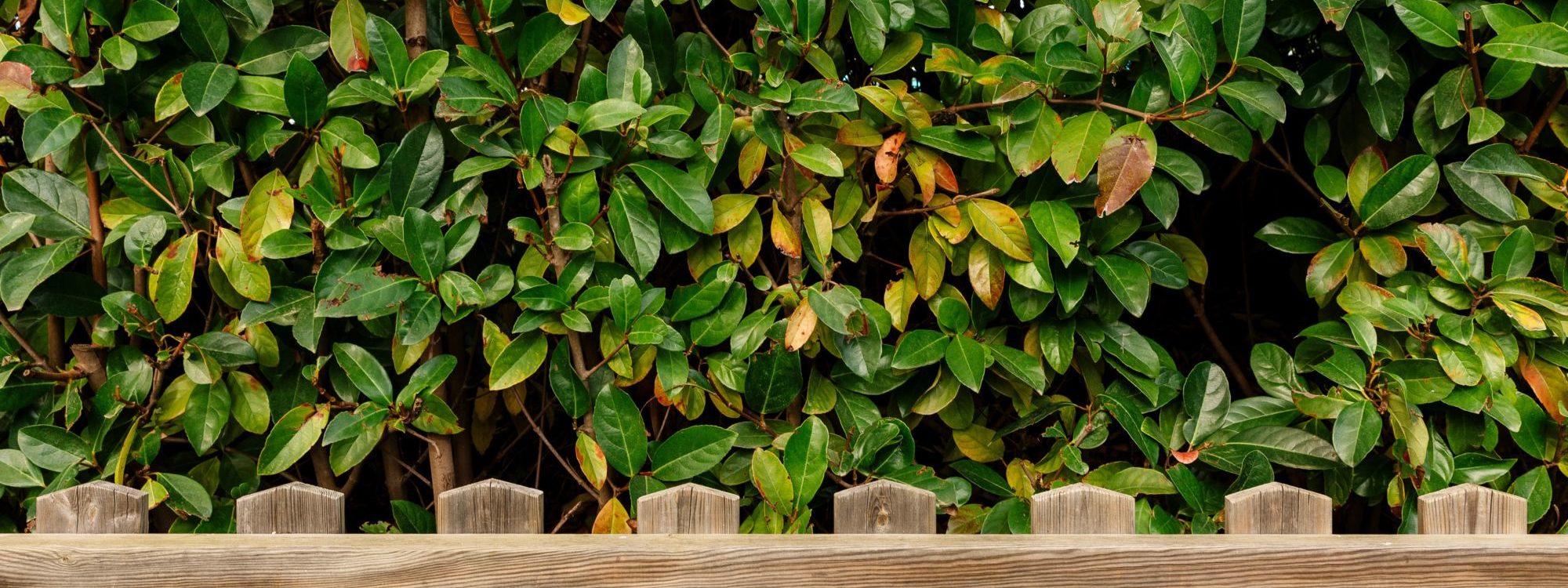 Comment entretenir sa clôture en bois ? Hœœnheim