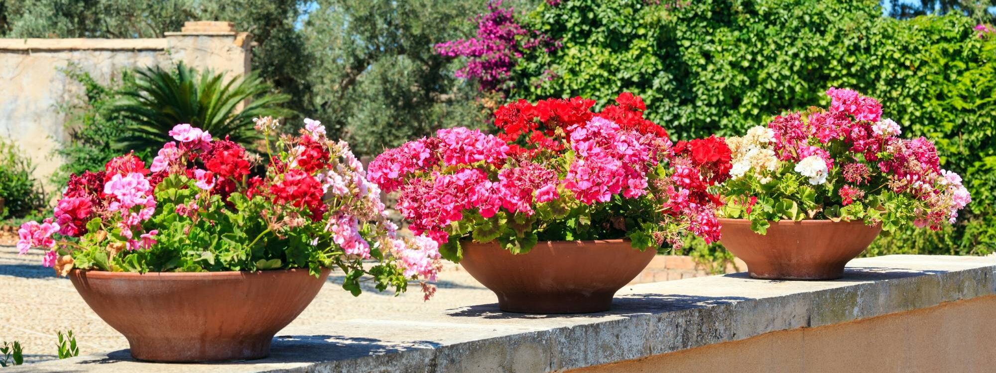 Quelles plantes choisir pour éloigner les moustiques ? Erstein