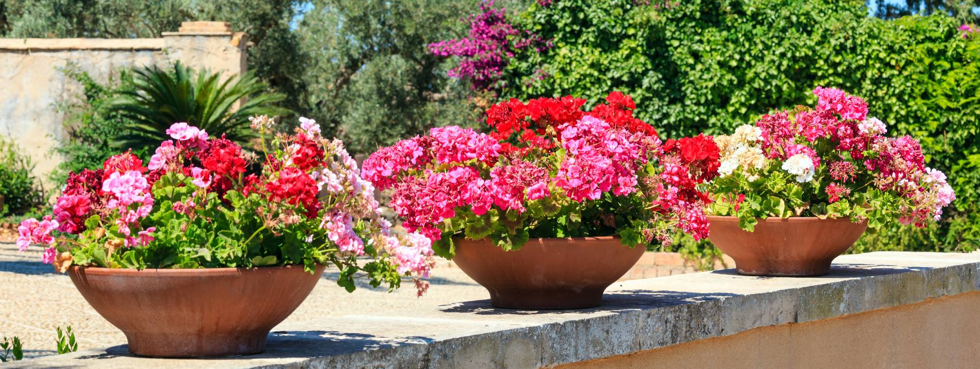 Quelles plantes choisir pour éloigner les moustiques ? Erstein