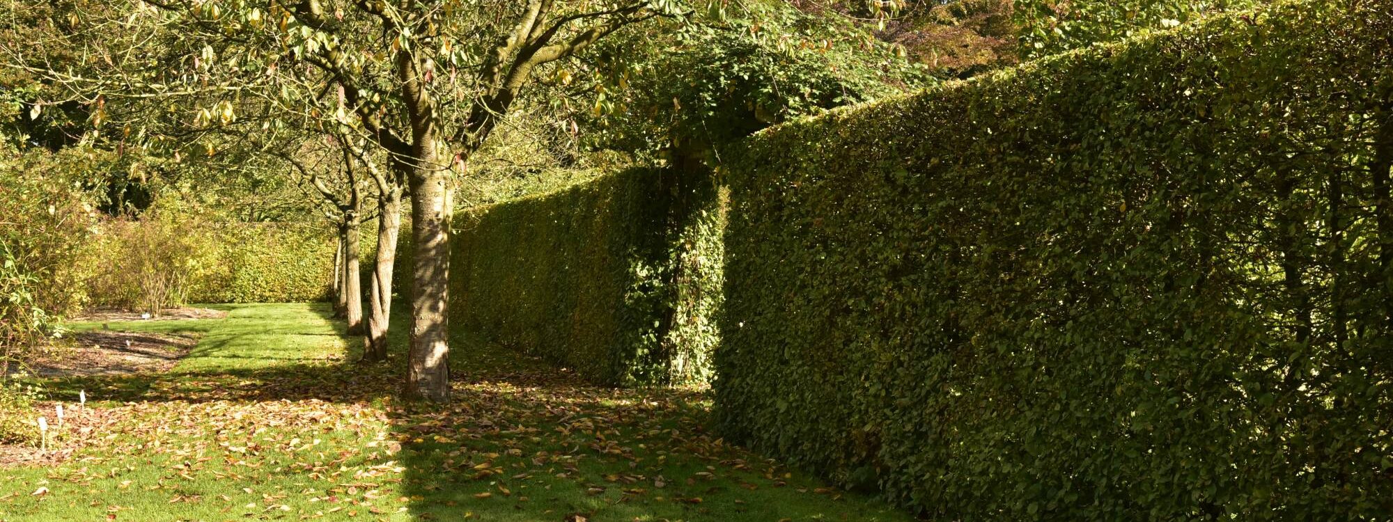 Comment entretenir sa haie ? Hœœnheim