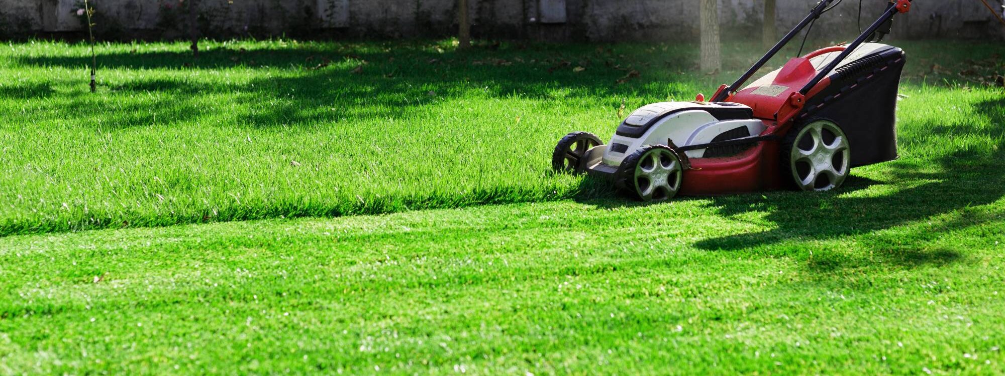 Comment choisir le bon gazon pour son jardin ? Obernai