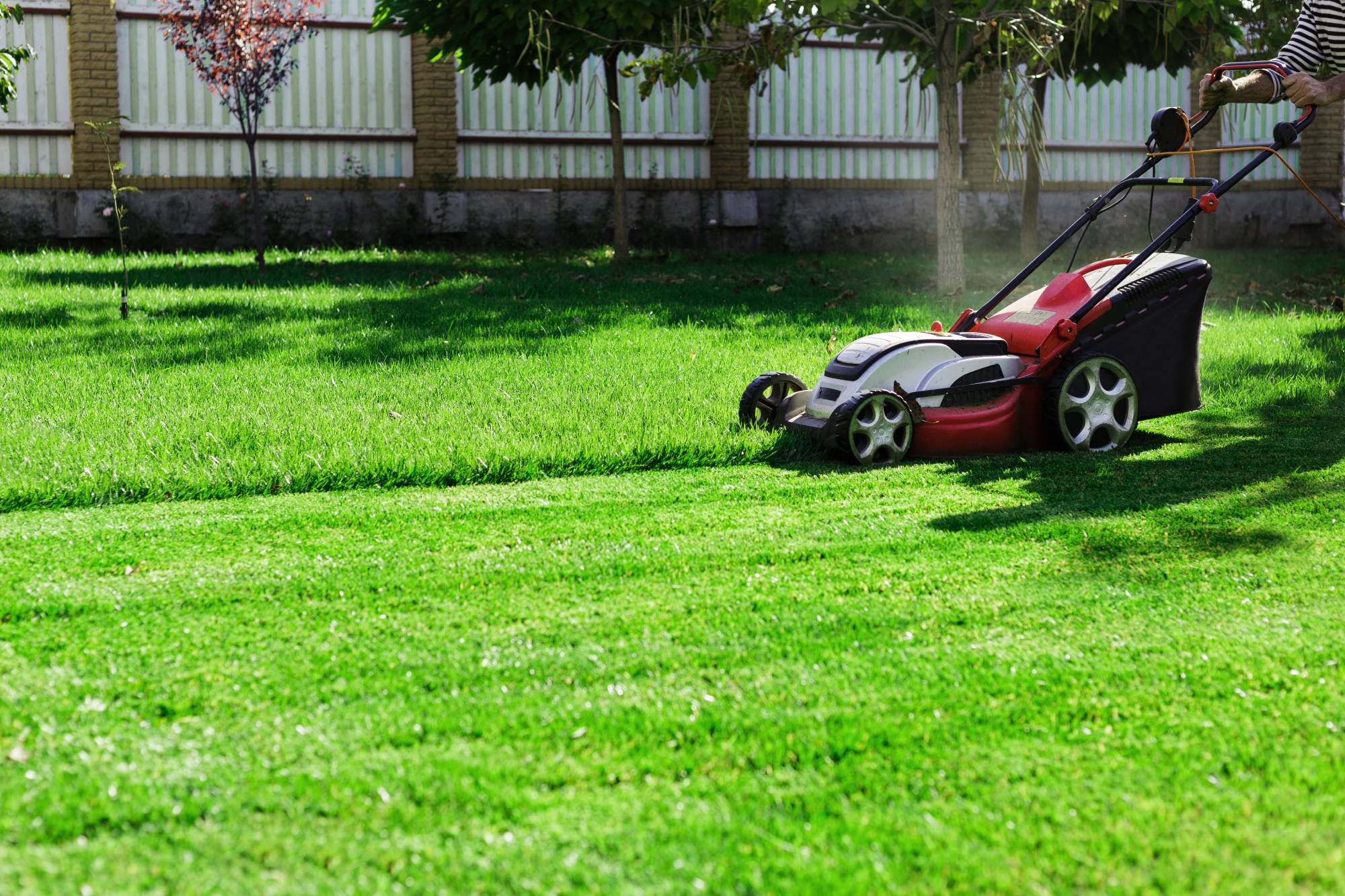 Comment choisir le bon gazon pour son jardin ? Obernai