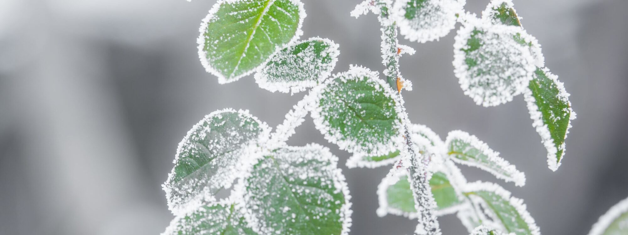 Quelles sont les plantes à protéger du froid cet hiver ? Obernai