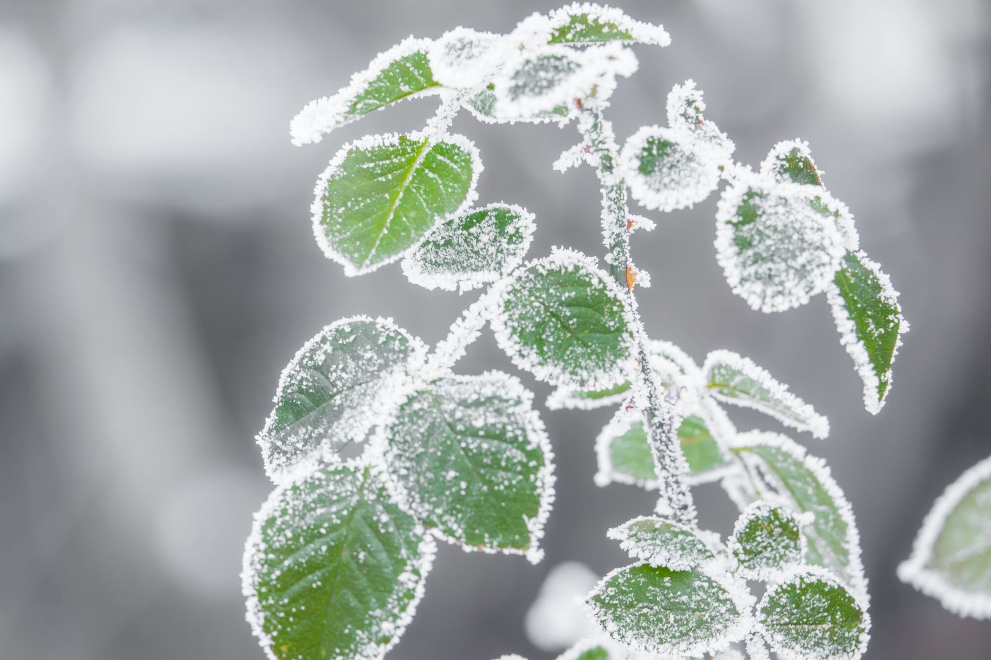 Quelles sont les plantes à protéger du froid cet hiver ? Obernai