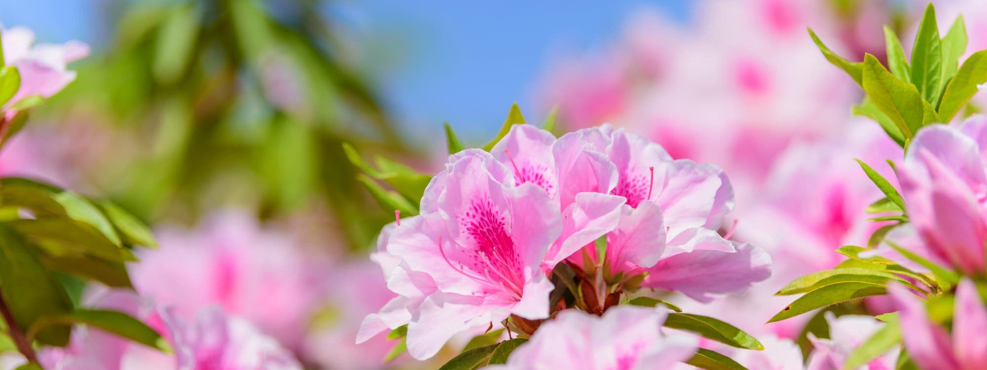 Quelles sont les plantes en terre de bruyère incontournables pour votre jardin ? Haguenau