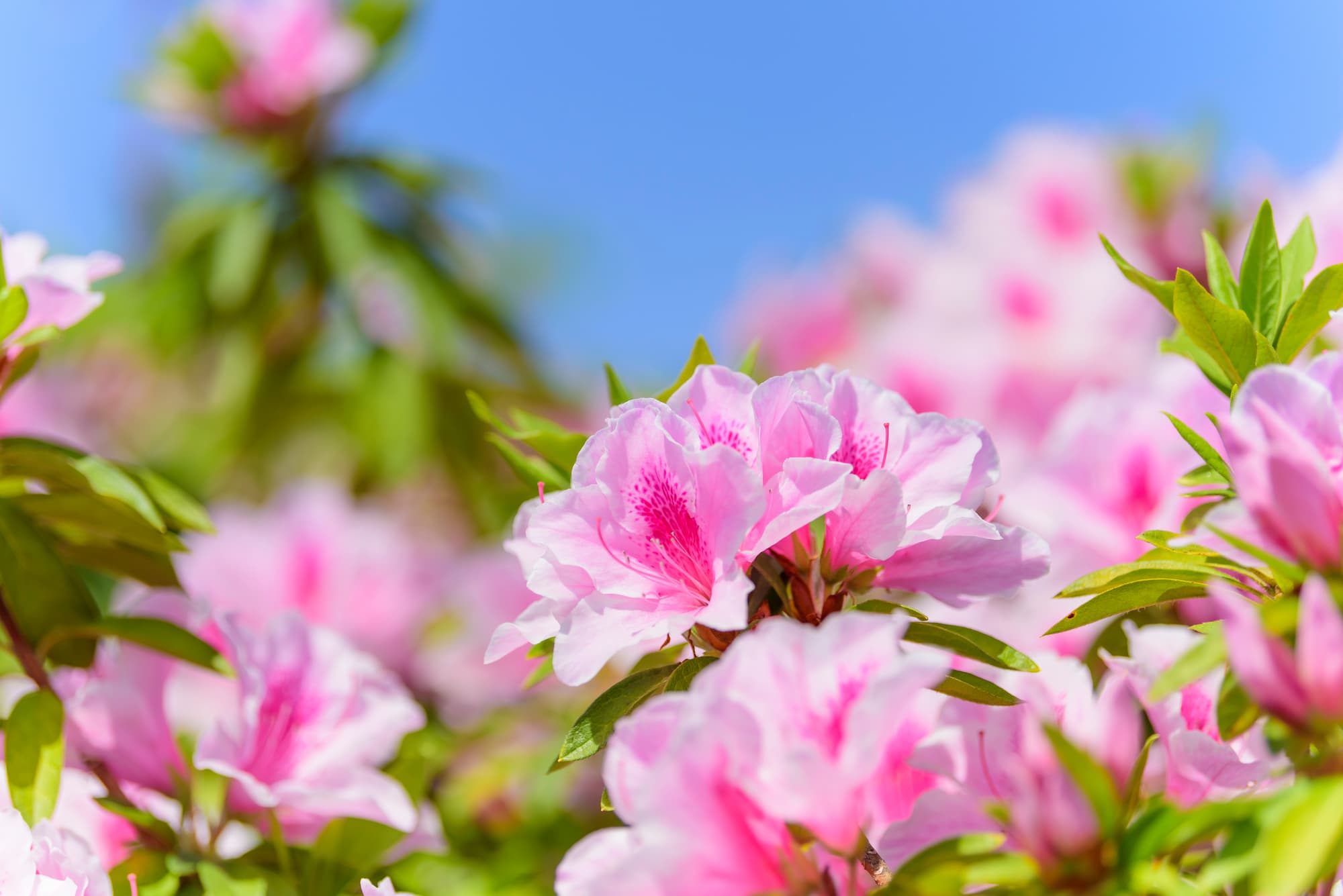 Comment entretenir un massif de fleurs ? Bischwiller