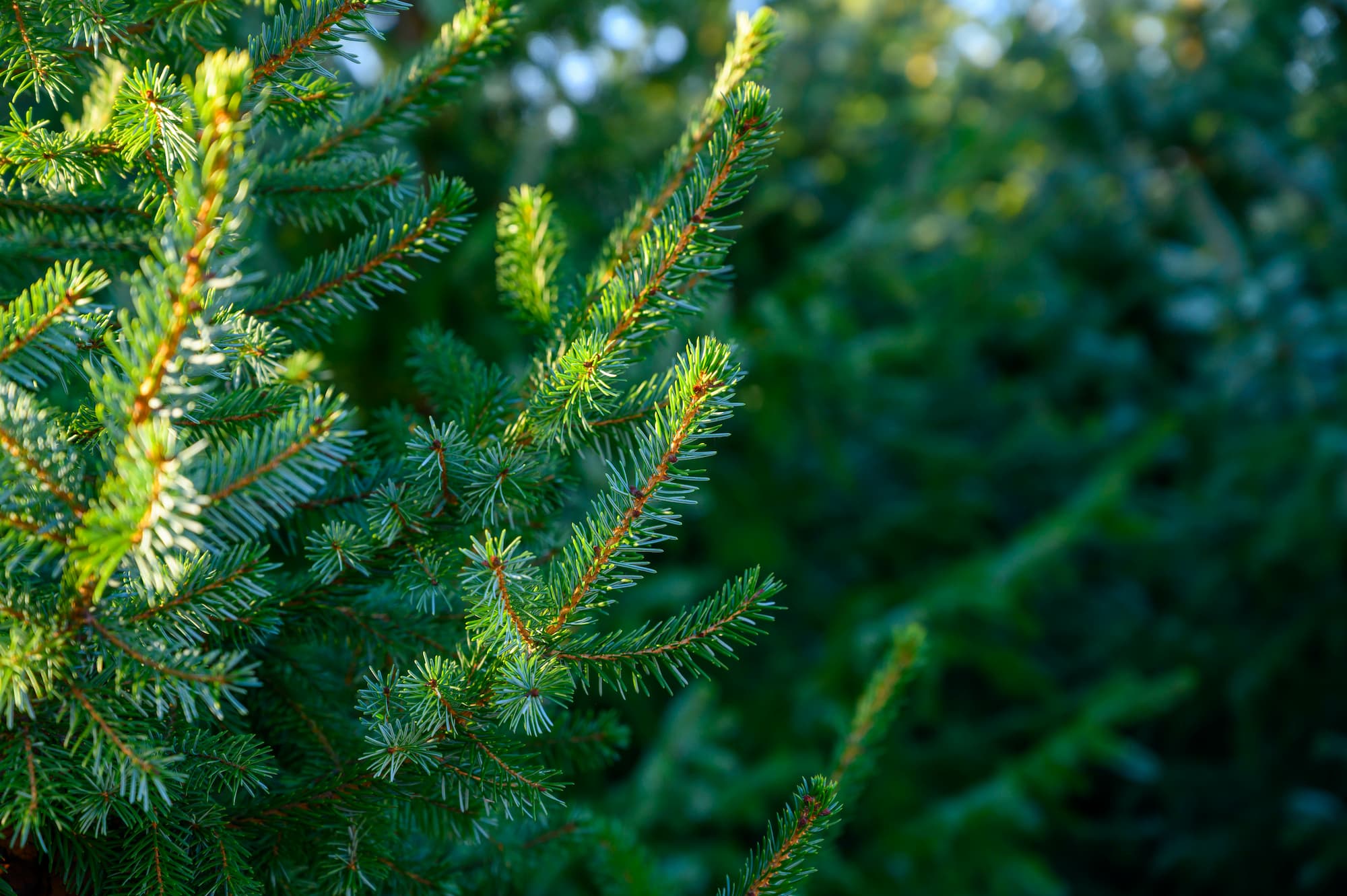 Quand faut-il acheter son sapin de Noël pour qu’il tienne jusqu’aux fêtes ? Lingolsheim 0