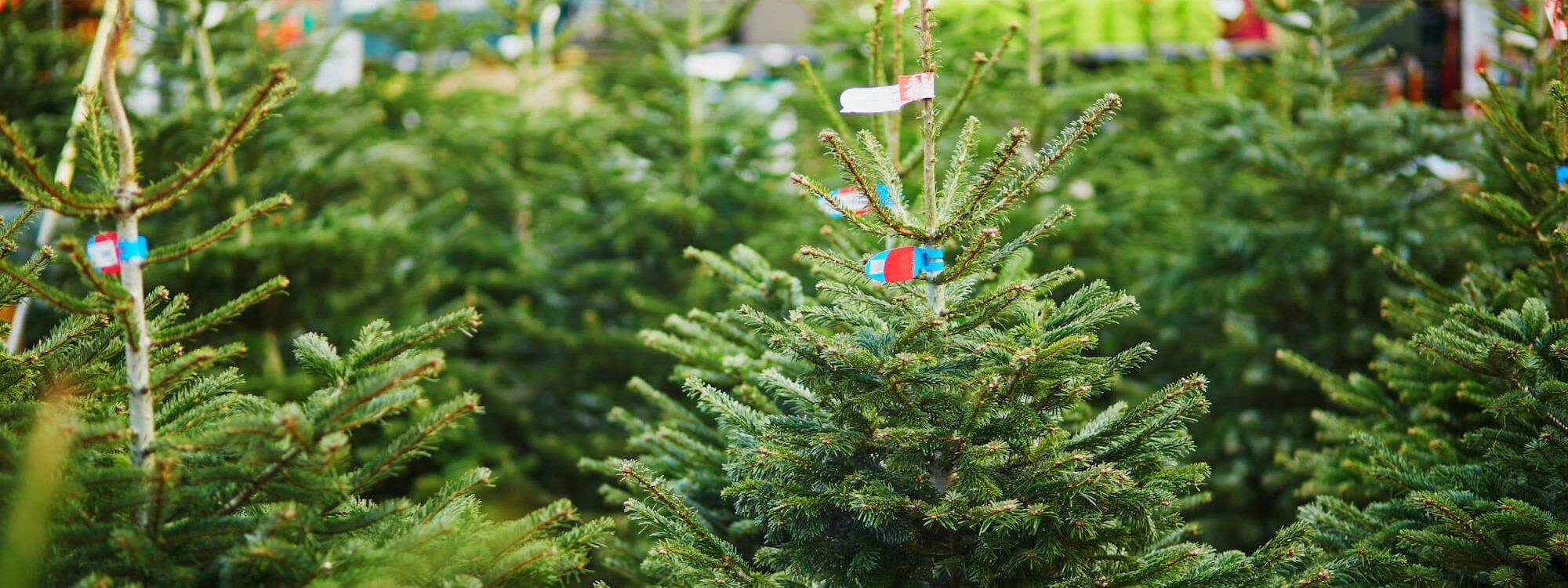 Quand faut-il acheter son sapin de Noël pour qu’il tienne jusqu’aux fêtes ? Lingolsheim