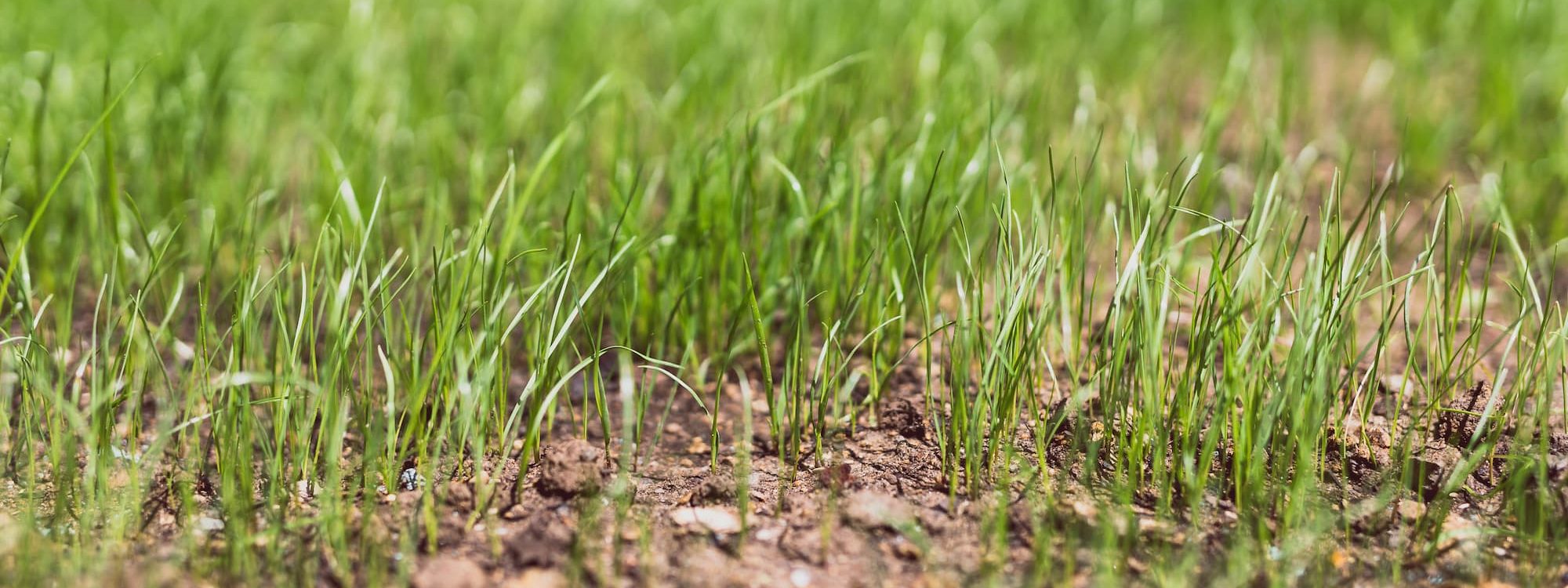 Comment bien pr&eacute;parer le sol avant un engazonnement ? Bischheim